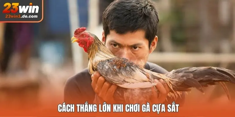 Cách thắng lớn khi chơi gà cựa sắt