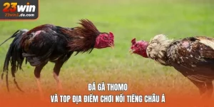 Đá gà Thomo