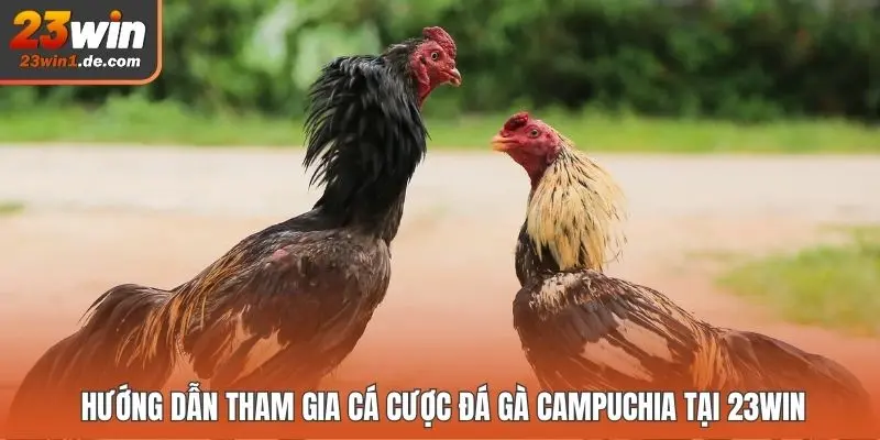 Hướng dẫn tham gia cá cược đá gà Campuchia tại 23WIN