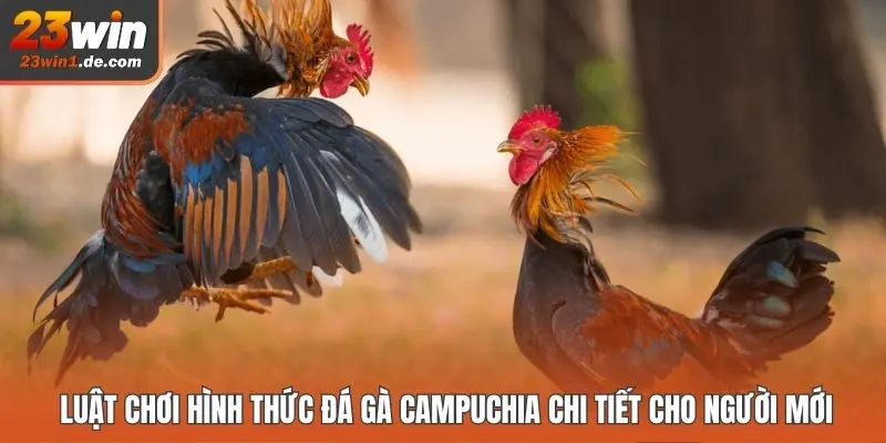 Luật chơi hình thức đá gà Campuchia chi tiết cho người mới