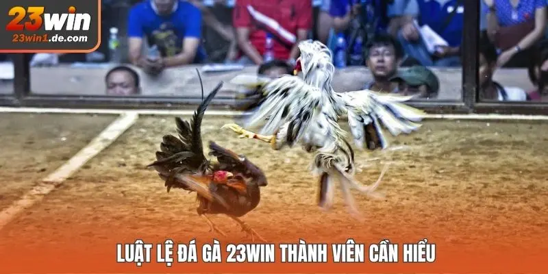 Luật lệ đá gà 23WIN thành viên cần hiểu