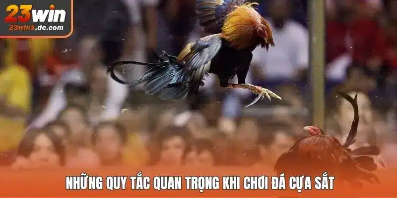 Những quy tắc quan trọng khi chơi đá cựa sắt