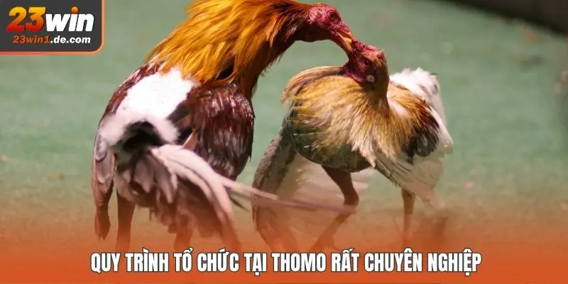 Quy trình tổ chức tại Thomo rất chuyên nghiệp