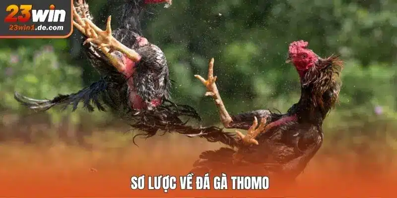 Sơ lược về đá gà Thomo