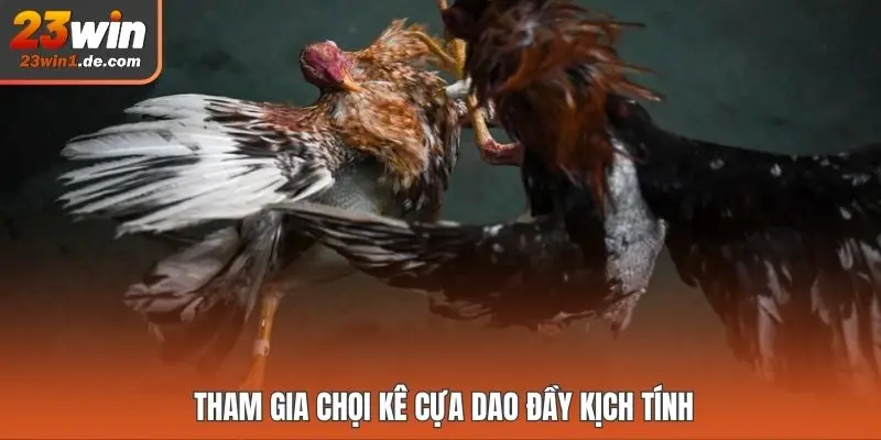 Tham gia chọi kê cựa dao đầy kịch tính